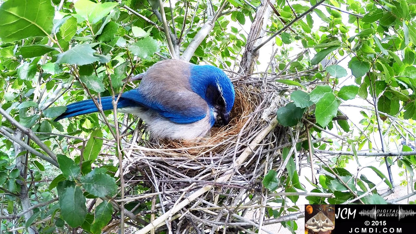 Scrub Jay nest and activity GoPro Hero3+ Black 3-3132015 Santa Clarita JCMDI.COM